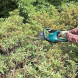 Кущоріз електричний Makita UH6580